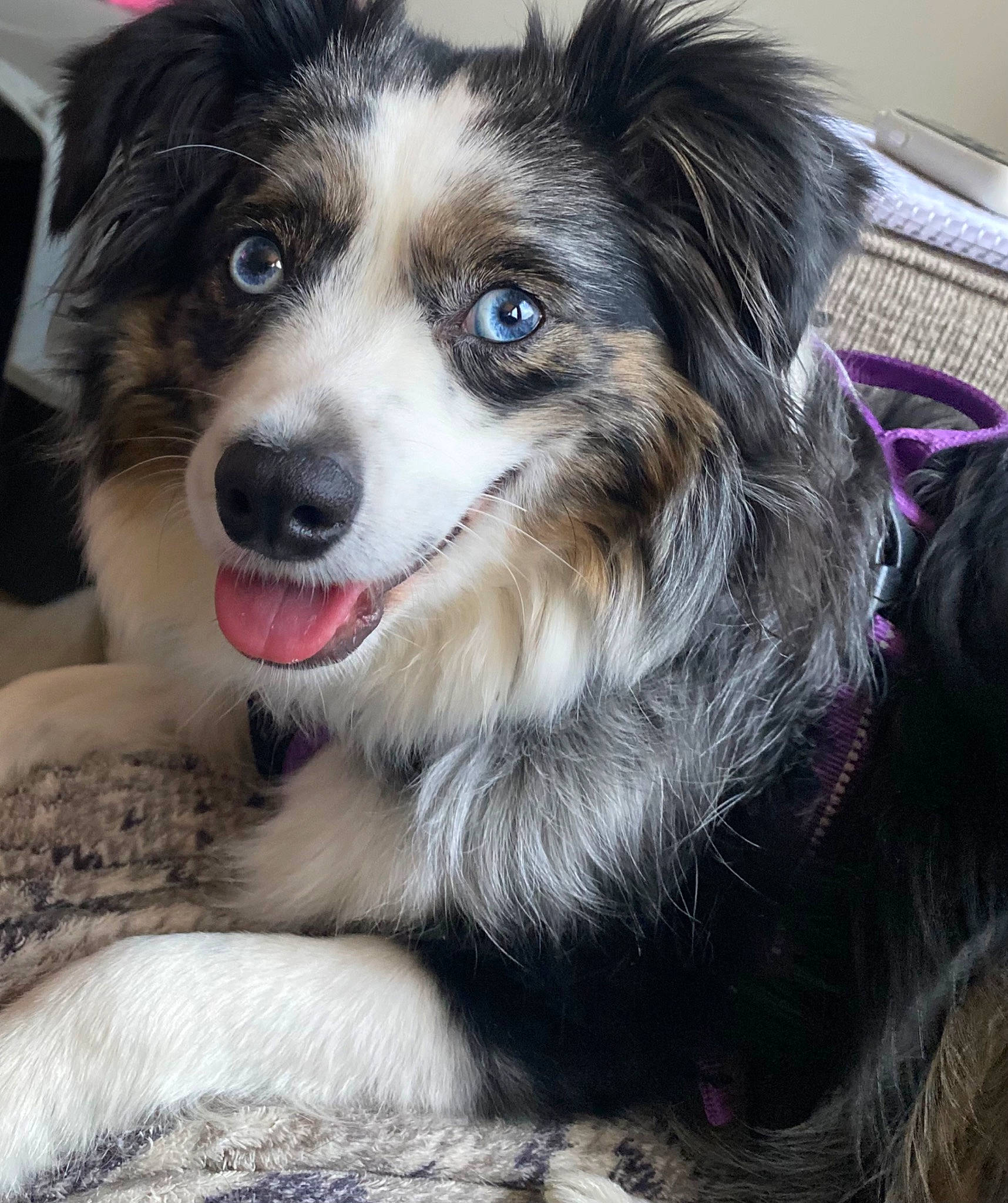 Winsloh is registered to the contest to win money with this photo: ancient_dog_breeds, art, australian_shepherd, border_collie, canidae, carnivore, companion_dog, dog, dog_breed, fur, herding_dog, miniature_australian_shepherd, snout, sporting_group, terrestrial_animal, whiskers, working_animal, working_dog