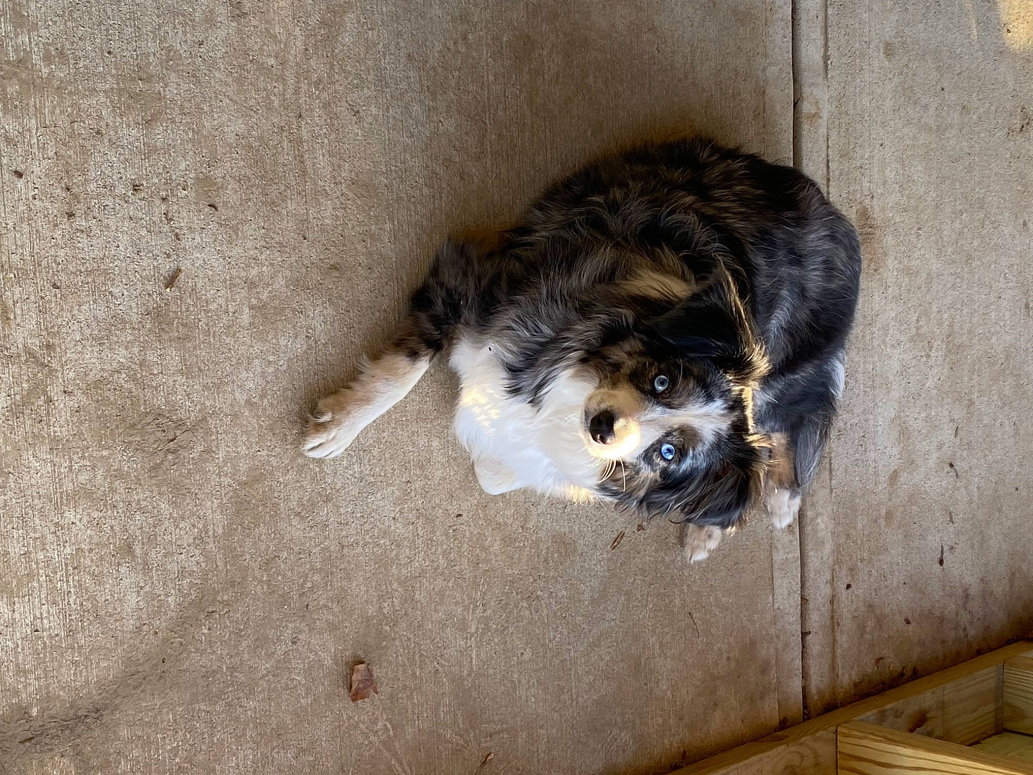 Winsloh is registered to the contest to win money with this photo: carnivore, claw, companion_dog, dog_breed, felidae, flooring, fur, hardwood, paw, small_to_medium_sized_cats, snout, soil, sporting_group, tail, terrestrial_animal, whiskers, wood