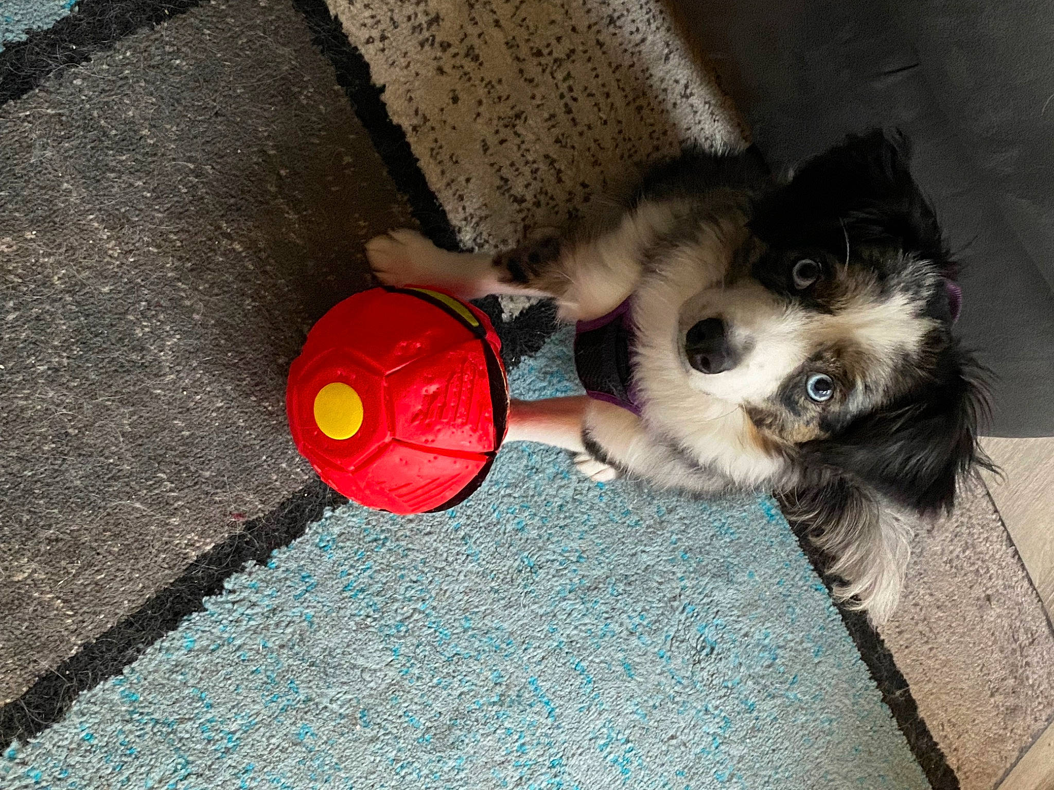 Winsloh joined the competition — help win amazing prizes! carmine, carnivore, companion_dog, dog, dog_breed, dog_clothes, dog_supply, fashion_accessory, fawn, floor, flooring, fur, leash, paw, personal_protective_equipment, sporting_group, tail, toy, toy_dog, working_animal