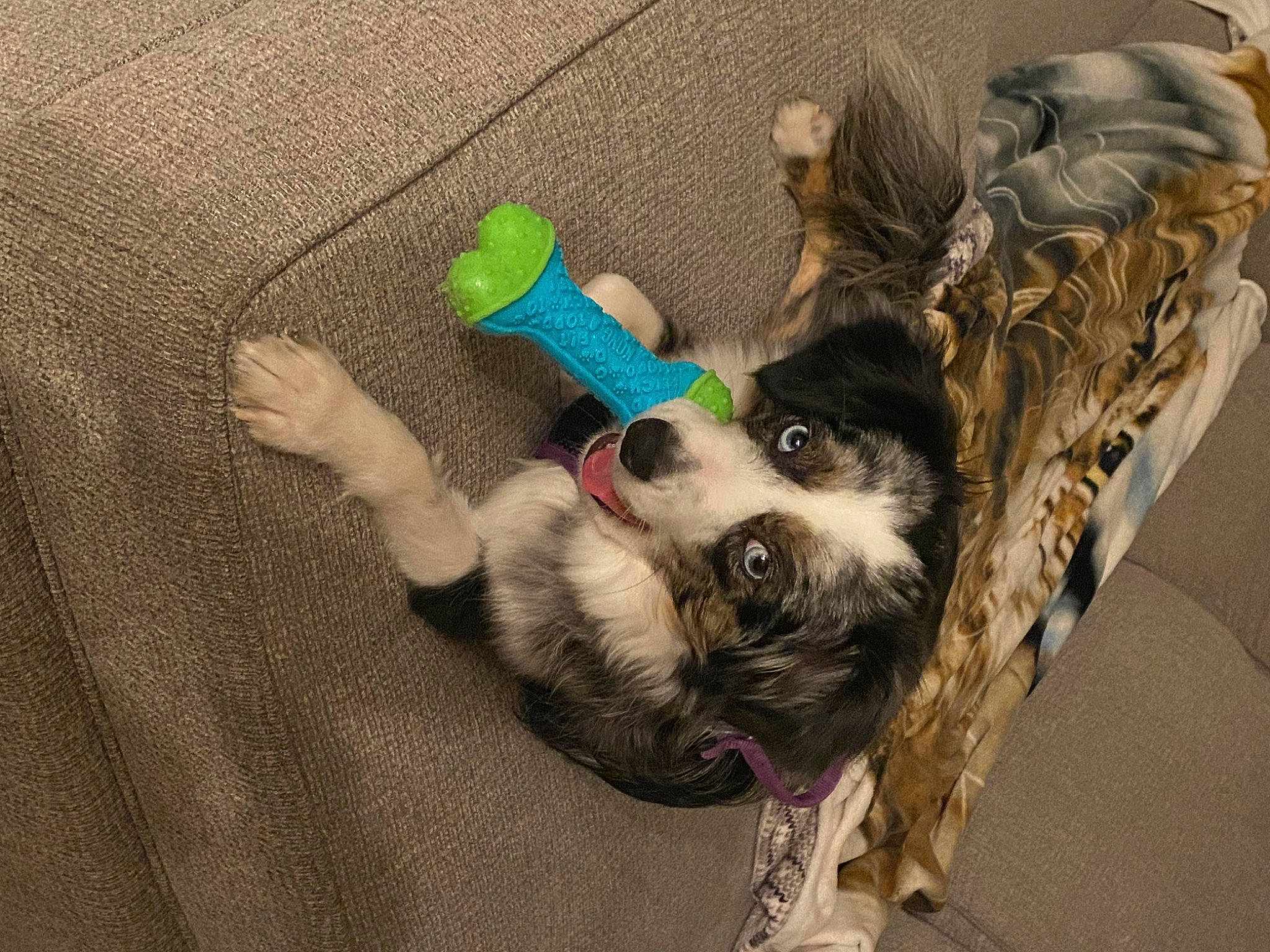 Winsloh is registered to the contest to win money with this photo: canidae, carnivore, comfort, companion_dog, dog, dog_breed, dog_supply, fawn, felidae, foot, fur, paw, schnauzer, small_to_medium_sized_cats, snout, sporting_group, tail, toy_dog, whiskers, wool