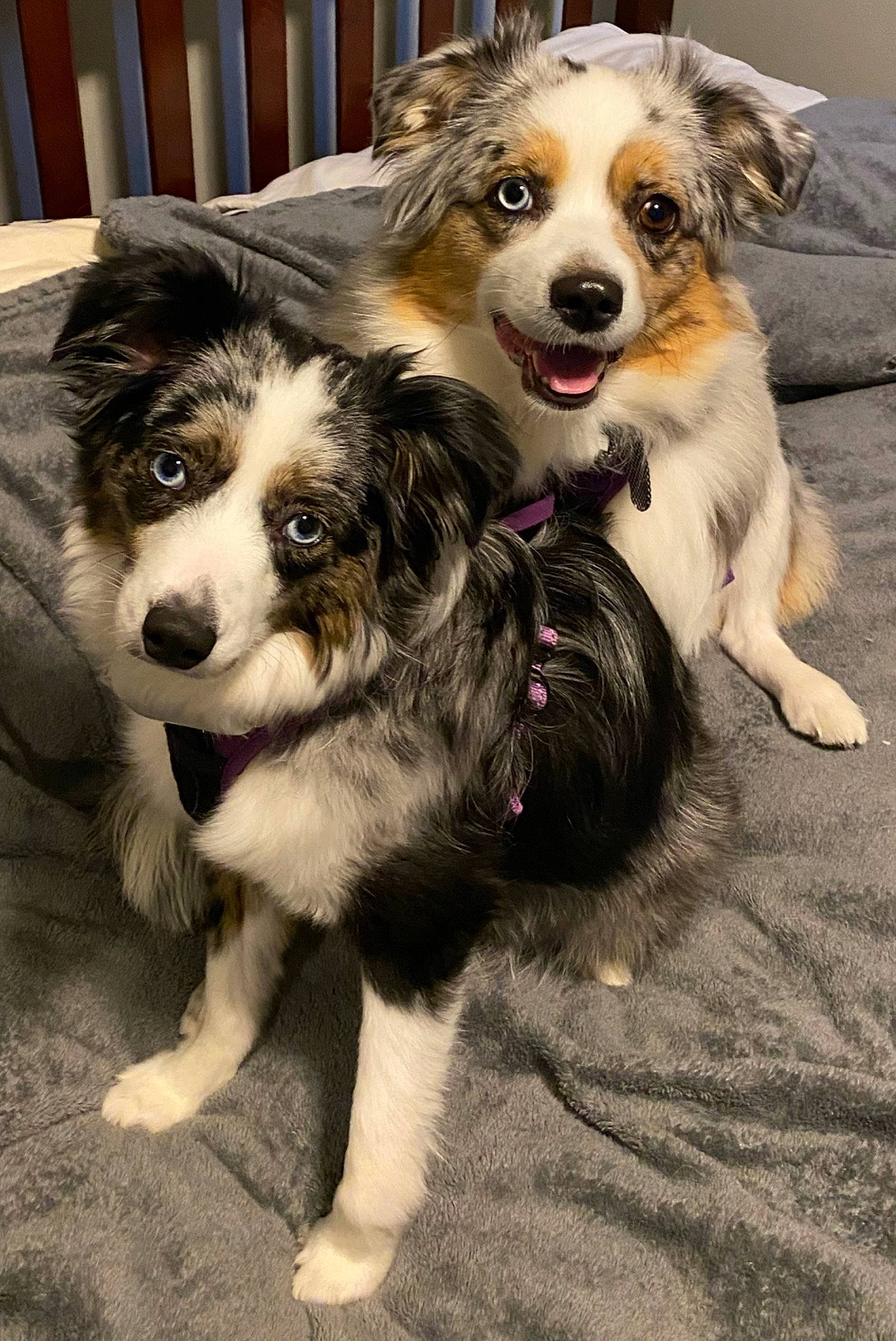 Winsloh is registered to the contest to win money with this photo: ancient_dog_breeds, canidae, carnivore, collar, companion_dog, dog, dog_breed, dog_supply, fur, herding_dog, miniature_australian_shepherd, paw, puppy, snout, sporting_group, terrestrial_animal, whiskers, working_dog