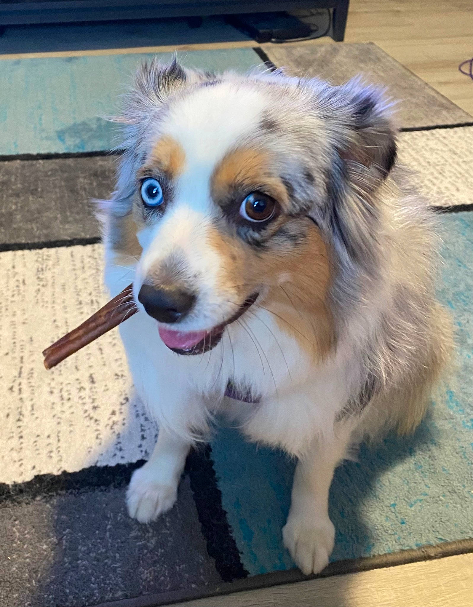 Oakley joined the competition — help win amazing prizes! canidae, carnivore, chair, companion_dog, dog, dog_breed, door, flooring, fur, herding_dog, miniature_australian_shepherd, paw, plant, puppy, snout, sporting_group, toy_dog, whiskers, working_animal, working_dog