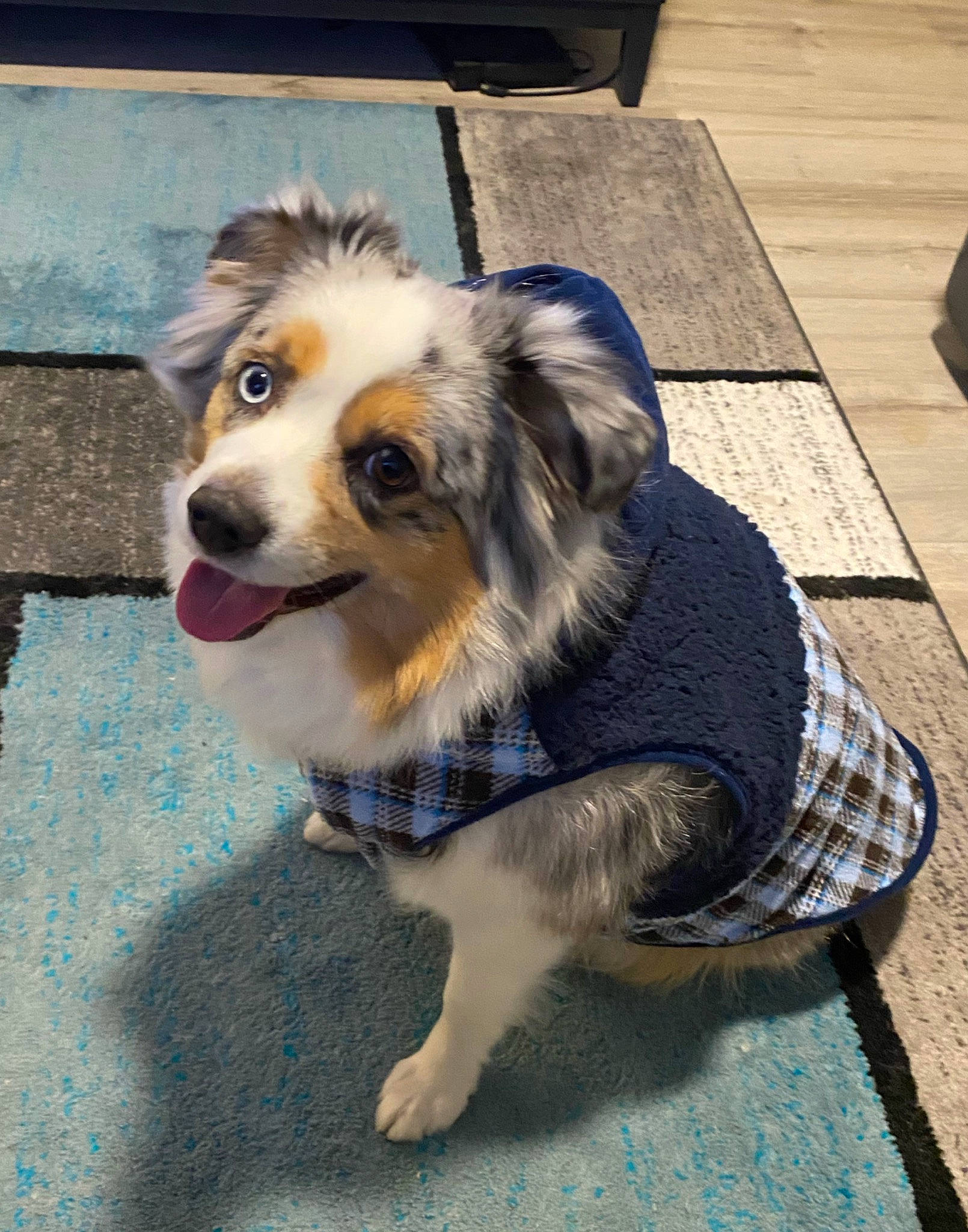 Oakley joined the competition — help win amazing prizes! canidae, carnivore, companion_dog, dog, dog_breed, flooring, fur, hardwood, herding_dog, paw, road_surface, scotch_collie, sidewalk, smile, snout, sporting_group, toy_dog, whiskers, wood, working_dog