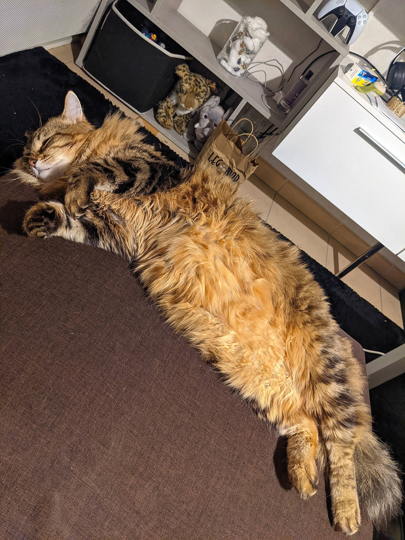 Kira participe au concours pour gagner de l'argent avec cette photo : canidae, carnivore, cat, comfort, computer, computer_keyboard, computer_monitor, dog_breed, domestic_short_haired_cat, fawn, felidae, flooring, fur, paw, personal_computer, small_to_medium_sized_cats, sporting_group, tail, whiskers, wood