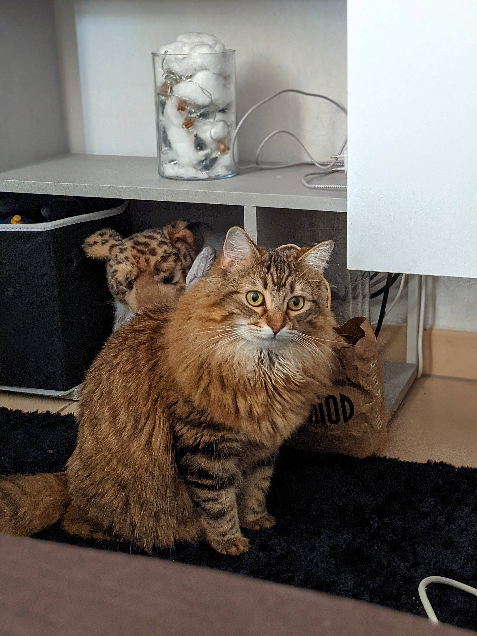 Kira a rejoint le concours — aidez-le/la à gagner de superbes lots ! art, box, carnivore, cat, claw, domestic_short_haired_cat, fawn, felidae, floor, flooring, fur, grey, hardwood, small_to_medium_sized_cats, snout, tail, terrestrial_animal, whiskers, window, wood