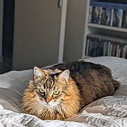 Kira participe au concours pour gagner de l'argent avec cette photo : animal, bed, bookshelf, cat, comfort, cozy, domestic, door, feline, fluffy, fur, green_eyes, home, indoor, living_room, pet, relaxed, resting, sunlight, white_bedspread
