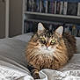 Kira a rejoint le concours — aidez-le/la à gagner de superbes lots ! animal, bedspread, blurred_background, bookshelf, cat, cozy, curious, domestic_cat, ears, fluffy, furniture, green_eyes, indoor, lying_down, pet, portrait, soft_light, tabby, whiskers, white