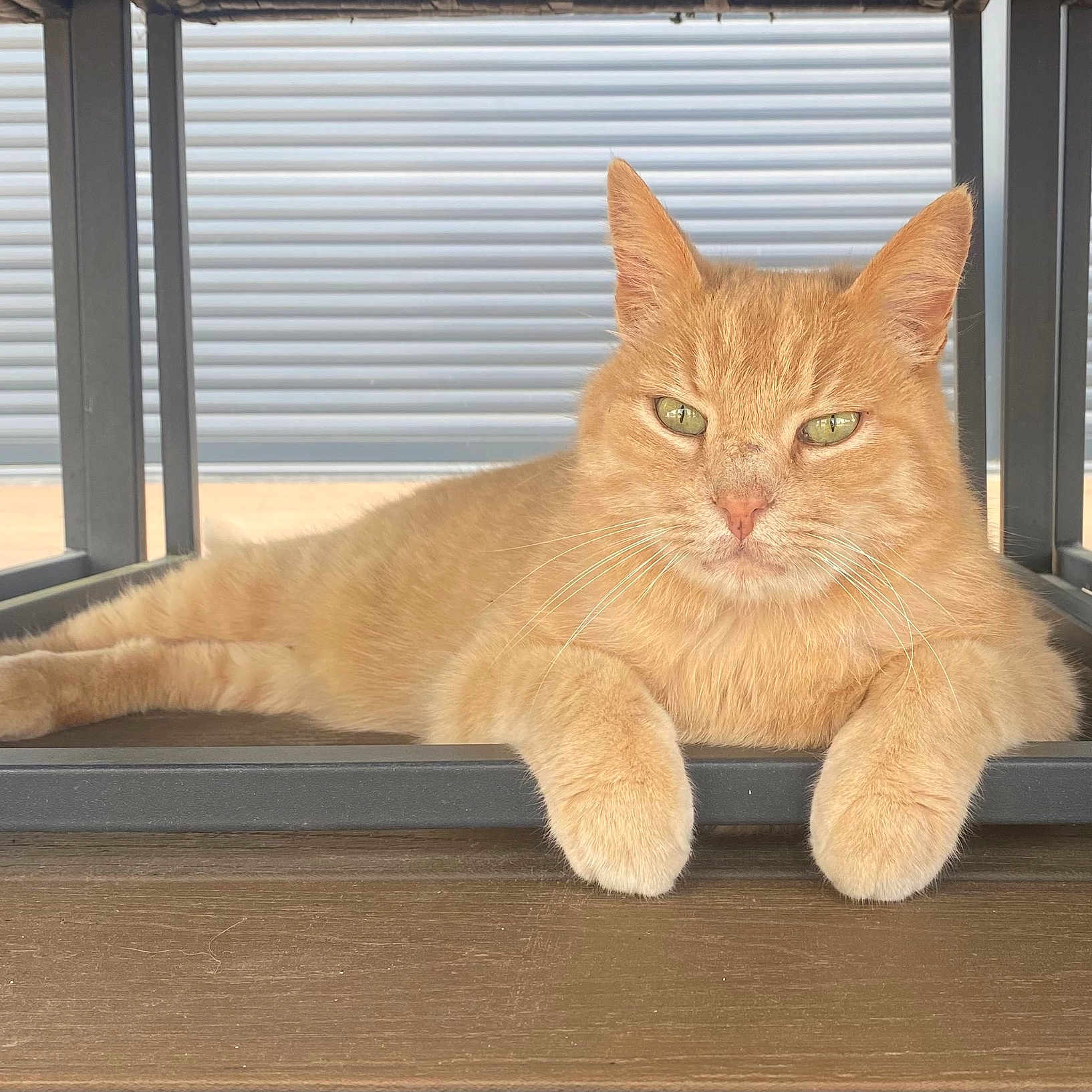 Caramel participe au concours pour gagner de l'argent avec cette photo : animal, cat, close_up, cute, domestic_cat, ears, feline, fur, ginger_cat, green_eyes, indoor, mammal, paws, pet, portrait, relaxed, resting, table, whiskers, wooden_floor