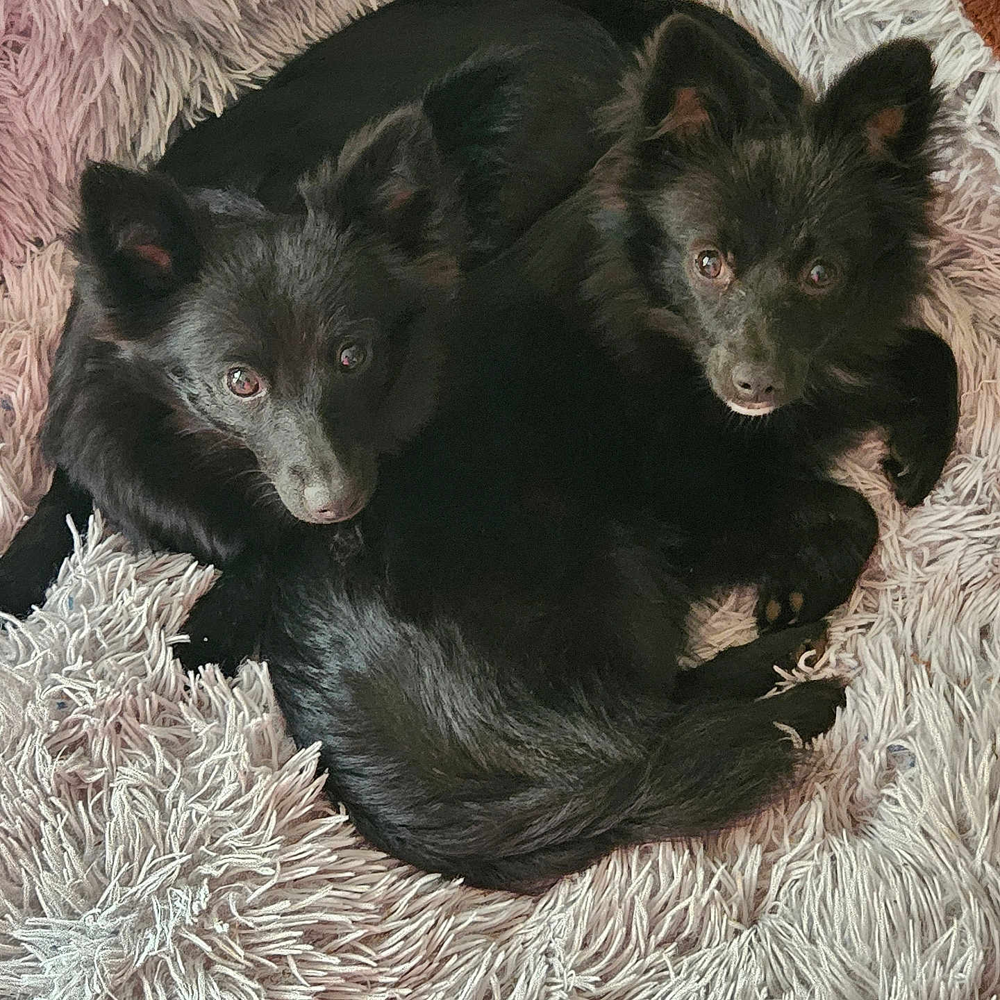 Ruby Et Bella participe au concours pour gagner de l'argent avec cette photo : adorable, animal, black_dog, close_up, companions, cozy, curious_eyes, curled_up, cute, dog, fluffy, fur, indoors, looking_at_camera, pet, resting, rug, soft_light, textured_rug, two_dogs
