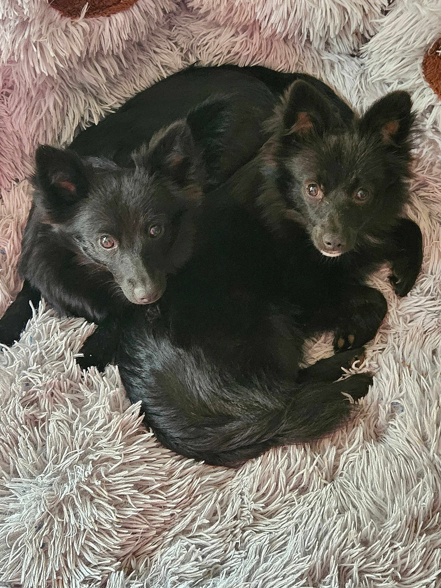 Ruby Et Bella participe au concours pour gagner de l'argent avec cette photo : dog, black_dog, fluffy, pet, animal, two_dogs, curled_up, fur, cute, cozy, indoors, rug, textured_rug, looking_at_camera, companions, resting, curious_eyes, soft_light, close_up, adorable