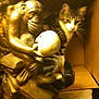 cat, tabby_cat, cardboard_box, statue, bronze_statue, skull, indoor, curious, animal, pet, feline, sitting, closeup, philosophy, object, floor, home, decor, still_life, mystery