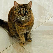 Jeda is registered to the contest to win money with this photo: cat, tabby, pet, animal, indoor, floor, tile, green_eyes, whiskers, sitting, feline, closeup, looking, cute, domestic, mammal, fur, ears, tail, portrait