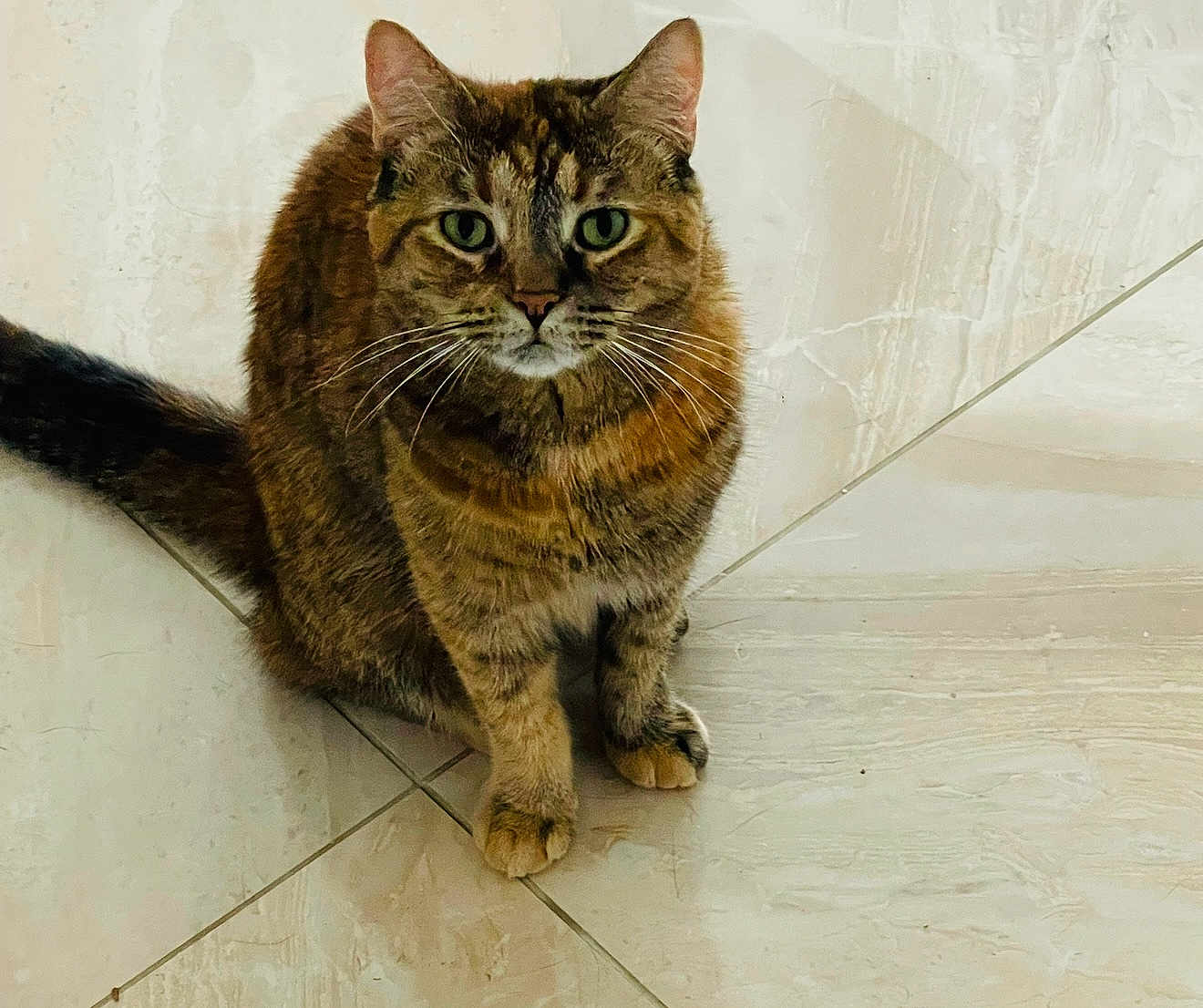 Jeda is registered to the contest to win money with this photo: cat, tabby, pet, animal, indoor, floor, tile, green_eyes, whiskers, sitting, feline, closeup, looking, cute, domestic, mammal, fur, ears, tail, portrait