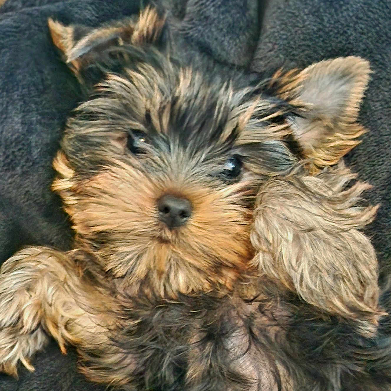 Angie participe au concours pour gagner de l'argent avec cette photo : puppy, dog, fur, cute, pet, animal, canine, sleepy, soft, blanket, small, young, face, ears, paw, resting, closeup, adorable, fluffy, lying_down