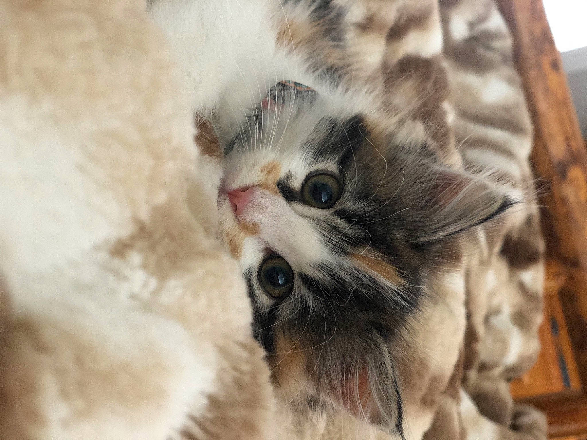 Lassie joined the competition — help win amazing prizes! carnivore, cat, cat_bed, claw, close_up, domestic_short_haired_cat, fawn, felidae, fur, paw, small_to_medium_sized_cats, snout, tail, terrestrial_animal, whiskers, wildlife, wood