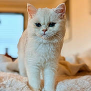 Alba a rejoint le concours — aidez-le/la à gagner de superbes lots ! cat, white_cat, blue_eyes, fluffy, pet, indoor, blanket, soft_texture, animal, fur, cute, portrait, feline, cozy, domestic_cat, whiskers, ears, focused, standing, closeup