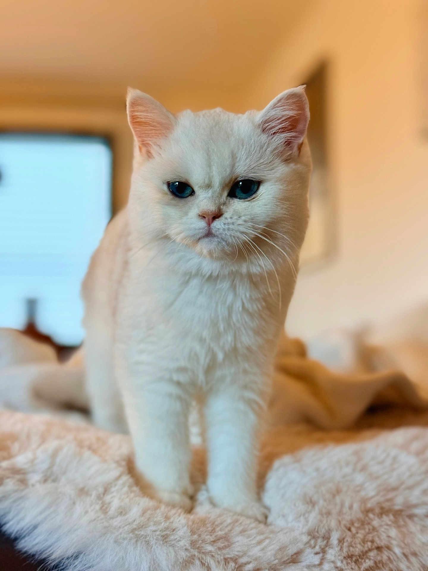 Alba a rejoint le concours — aidez-le/la à gagner de superbes lots ! cat, white_cat, blue_eyes, fluffy, pet, indoor, blanket, soft_texture, animal, fur, cute, portrait, feline, cozy, domestic_cat, whiskers, ears, focused, standing, closeup