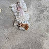 Alphonse a rejoint le concours — aidez-le/la à gagner de superbes lots ! dog, small_dog, fluffy, lying_down, belly_up, concrete, cracked_surface, playful, relaxed, casual, feet, shoes, jeans, outdoor, pet, animal, fur, white_fur, brown_fur, collar