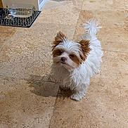 Alphonse participe au concours pour gagner de l'argent avec cette photo : dog, small_dog, puppy, white_dog, brown_ears, fluffy, indoor, kitchen, tiled_floor, water_bowl, basket, storage, curious, pet, animal, floor, home, standing, looking_up, domestic