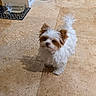 dog, small_dog, puppy, white_dog, brown_ears, fluffy, indoor, kitchen, tiled_floor, water_bowl, basket, storage, curious, pet, animal, floor, home, standing, looking_up, domestic