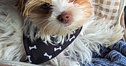 Alphonse participe au concours pour gagner de l'argent avec cette photo : puppy, dog, bandana, white, brown, fluffy, cute, pet, cozy, blanket, bag, fur, ears, nose, animal, domestic_animal, indoor, resting, comfortable, small