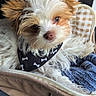 puppy, dog, bandana, white, brown, fluffy, cute, pet, cozy, blanket, bag, fur, ears, nose, animal, domestic_animal, indoor, resting, comfortable, small
