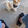 Alphonse a rejoint le concours — aidez-le/la à gagner de superbes lots ! small_dog, fluffy_dog, bandana, concrete_floor, black_shoes, jeans, tattoo, pet, curious, outdoor, animal, cute, white_and_brown_fur, standing, looking_up, casual, relaxed, footwear, paw, daylight