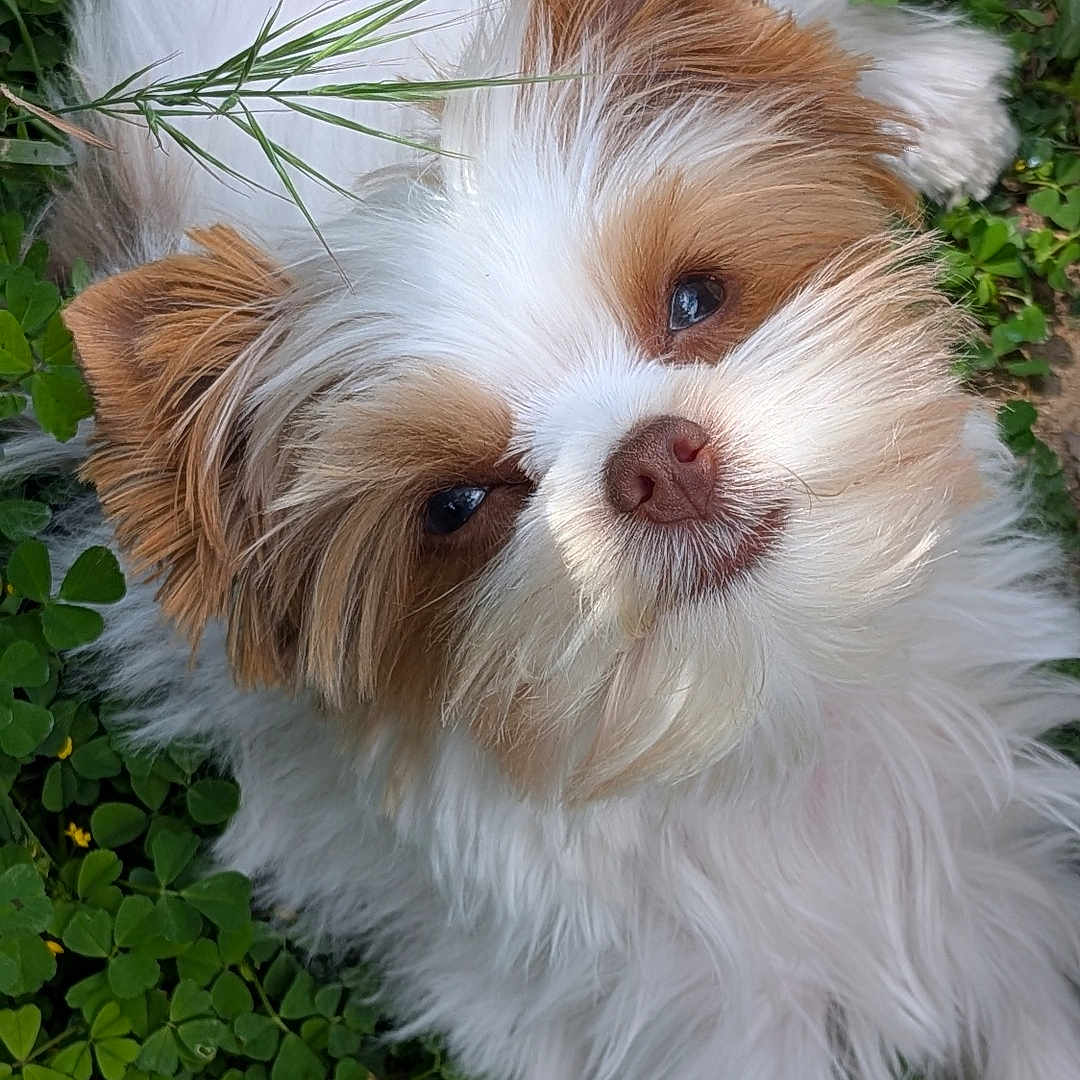 Alphonse participe au concours pour gagner de l'argent avec cette photo : dog, puppy, white_fur, brown_fur, grass, clover, outdoor, cute, pet, animal, fur, portrait, lying_down, nature, small_dog, fluffy, head, eyes, nose, ears