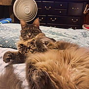 Fluffy joined the competition — help win amazing prizes! animal, bed, cat, comfort, cozy, curious, dresser, fan, fluffy, fur, furniture, home, indoor, living_space, pet, relaxed, sleepy, soft, television, wide_eyes