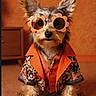 dog, sunglasses, flower_shaped, orange, floral_shirt, pet, cute, fashion, portrait, indoor, fur, small_dog, canine, accessory, collar, brown, eyes, ears, sitting, background