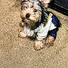 dog, puppy, pet, fur, ears, clothing, outfit, carpet, indoor, cute, small_dog, looking_up, fluffy, animal, mammal, domestic_animal, sitting, adorable, young_dog, companion