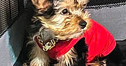 Trouble joined the competition — help win amazing prizes! dog, puppy, red_shirt, pet, cute, small_dog, fur, ears, mesh_carrier, indoor, resting, attention, collar, animal, companion, cozy, fluffy, looking_away, comfort, adorable