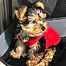 dog, puppy, red_shirt, pet, cute, small_dog, fur, ears, mesh_carrier, indoor, resting, attention, collar, animal, companion, cozy, fluffy, looking_away, comfort, adorable