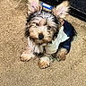 Trouble joined the competition — help win amazing prizes! dog, puppy, fluffy, carpet, indoor, pet, cute, fur, ears, outfit, clothing, small, animal, sitting, looking_up, brown, black, white, adorable, companion