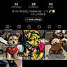 Trouble joined the competition — help win amazing prizes! dog, yorkie, profile, tiktok, screenshot, video_thumbnails, text_overlay, pet, cute, small_dog, social_media, username, followers, likes, following, home_button, friends_button, inbox_button, profile_button, edit_button