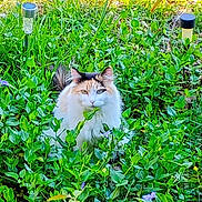 Fluffy joined the competition — help win amazing prizes! animal, calico_cat, cat, colorful, flora, flowers, fur, garden, greenery, leaves, nature, outdoor, peaceful, pet, plants, relaxation, serene, solar_light, sunlight, wildlife
