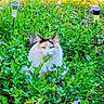 animal, calico_cat, cat, colorful, flora, flowers, fur, garden, greenery, leaves, nature, outdoor, peaceful, pet, plants, relaxation, serene, solar_light, sunlight, wildlife