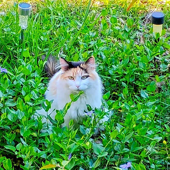 Fluffy