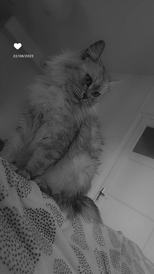 Bulle participe au concours pour gagner de l'argent avec cette photo : black_and_white, british_longhair, carnivore, cat, domestic_short_haired_cat, felidae, fur, grey, monochrome, monochrome_photography, pattern, paw, small_to_medium_sized_cats, style, tail, whiskers