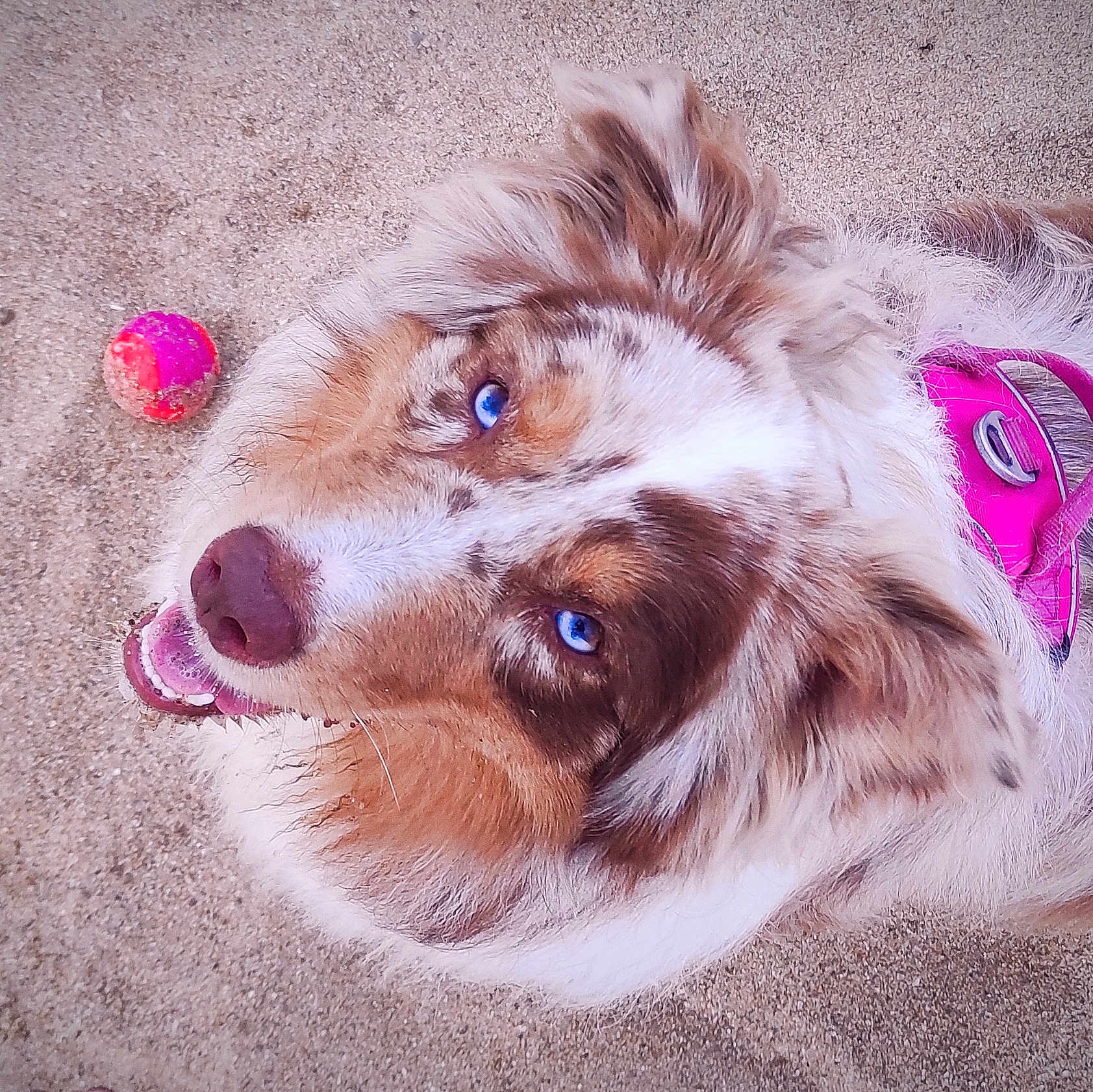 Malavita participe au concours pour gagner de l'argent avec cette photo : dog, blue_eyes, pink_harness, sand, ball, playful, pet, canine, fur, close_up, outdoor, happy, animal, muzzle, ears, looking_up, tongue, spot, brown, white