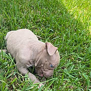 Juice joined the competition — help win amazing prizes! puppy, dog, grass, outdoor, greenery, young_animal, cute, pet, animal, nature, daylight, playful, blue_eyes, small, fur, lawn, curious, sniffing, adorable, wrinkly
