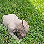 puppy, dog, grass, outdoor, greenery, young_animal, cute, pet, animal, nature, daylight, playful, blue_eyes, small, fur, lawn, curious, sniffing, adorable, wrinkly