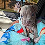 puppy, dog, blue_eyes, blanket, car_interior, window, sunlight, cute, pet, young_animal, snug, soft_texture, colorful, animal, portrait, indoor, cozy, looking_at_camera, small, fur