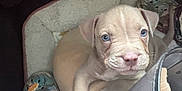 Juice is registered to the contest to win money with this photo: puppy, dog, pet_bed, blue_eyes, light_brown, close_up, crocs, footwear, cozy, indoor, cute, young_dog, small_puppy, resting, animal, mammal, fur, snout, paw, curious