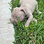 Juice is registered to the contest to win money with this photo: puppy, dog, grass, outdoor, cute, animal, pet, young, nature, green, curious, small, lying, sidewalk, daylight, closeup, adorable, playful, canine, soft