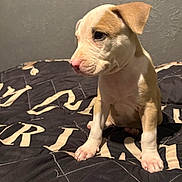 Nova joined the competition — help win amazing prizes! animal, bedspread, canine, cozy, cute, dog, domestic, fur, furniture, indoor, looking_away, pet, portrait, puppy, sitting, small, tan, textured_wall, white, young