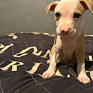 Nova is registered to the contest to win money with this photo: puppy, dog, bed, blanket, indoor, pet, animal, young, cute, fur, ears, nose, paw, sitting, looking, black, white, tan, wall, texture