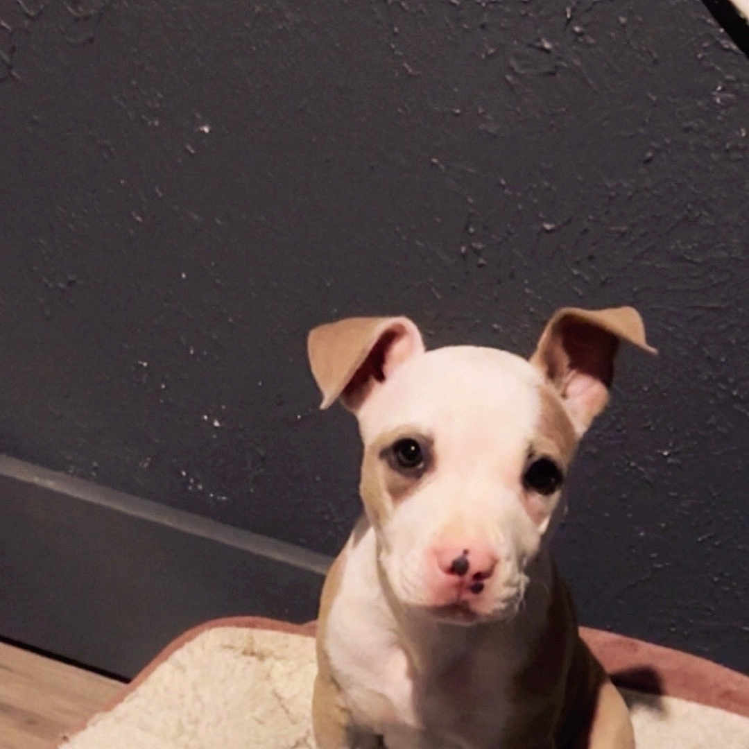 Nova
