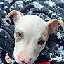 Nova is registered to the contest to win money with this photo: puppy, dog, blanket, car_seat, seatbelt, close_up, cute, pet, animal, fur, ears, nose, pink_nose, eyes, young, cozy, indoor, comfort, portrait, looking