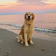 Josie joined the competition — help win amazing prizes! dog, golden_retriever, beach, sand, seashells, ocean, sunset, water, waves, sky, clouds, pet, animal, outdoor, nature, smiling, sitting, happy, collar, canine